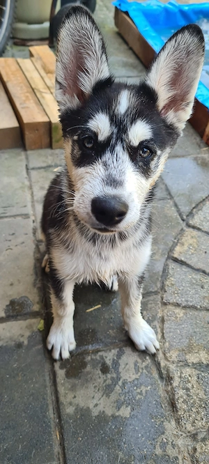 Husky Mix Welpe zu verkaufen 
