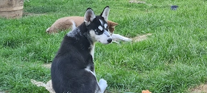 Husky Welpe zu verkaufen 