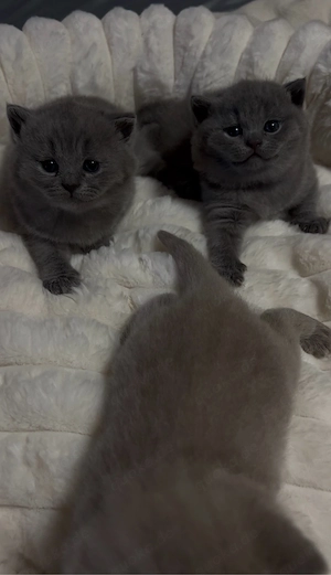 britisch Kurzhaar bkh kitten 