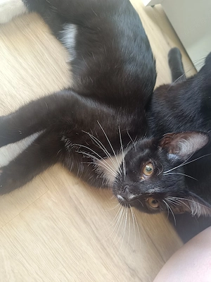 5Monate alte Kater 