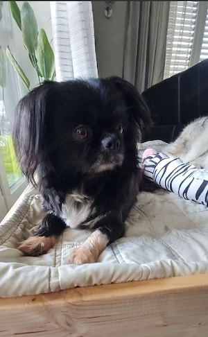Chihuahua-Hündin Milka sucht ein liebevolles Zuhause
