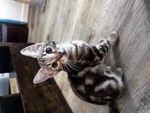 Süße Kitten suchen ein neues liebendes zuhause
