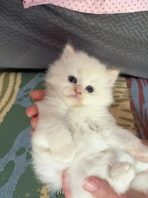    heilige Birma x britisch Langhaar 3 wunderschöne Kitten suchen ein liebevolles Zuhause    