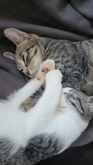 Zwei junge Katzen nur zusammen abzugeben   