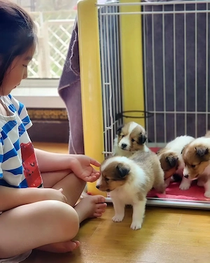 Traumhafte Sheltie-Welpen   Bereit für ihr neues Zuhause!   