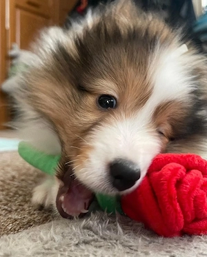 Wunderschöne Sheltie-Welpen suchen ihr liebevolles Zuhause für immer 