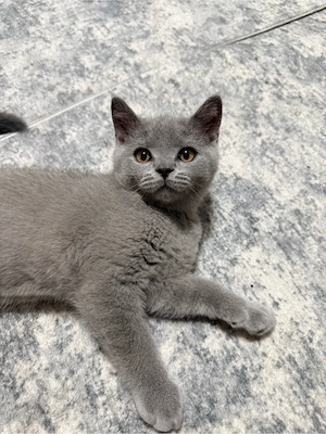 Wunderschöner BKH Kater in Blau abzugeben