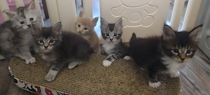 Maine Coon babys