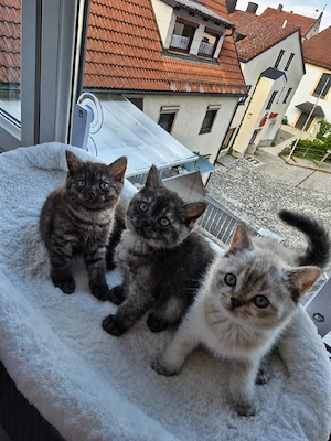 Bkh kitten noch 3 zuhaben!