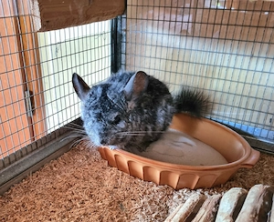 Chinchilla Böckchen abzugeben