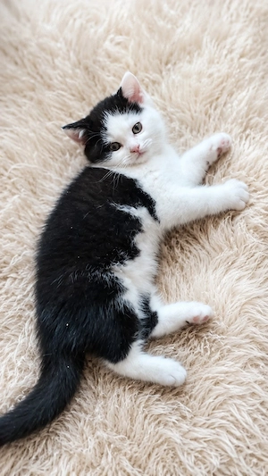 Noch 1 kleines BKH Katerchen ab dem 04.7.26 abzugeben.  Tragen Cinnamon Chocolate und Point