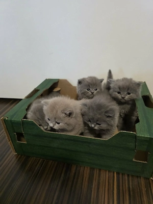 Liebevolle Britisch-Kitten abzugeben
