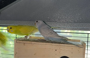 3 bunte und 1 Albino Wellensittiche abzugeben