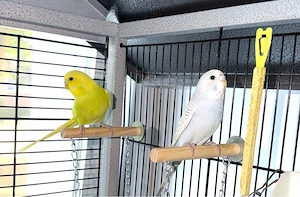 3 bunte und 1 Albino Wellensittiche abzugeben