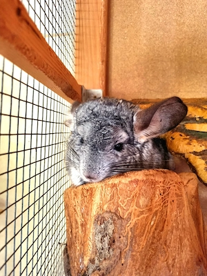 Zwei Chinchilla Damen abzugeben