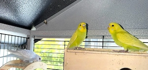 3 bunte und 1 Albino Wellensittiche abzugeben
