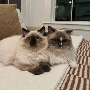 Männliche und weibliche Ragdoll-Kätzchen, geimpft