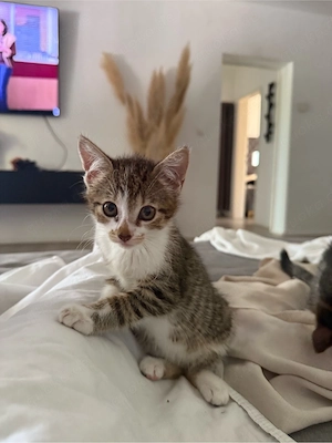 bkh mix kitten abzugeben weiblich 