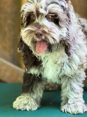 Cockapoo - Choco Merle Bild 4