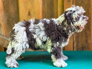 Cockapoo - Choco Merle Bild 2