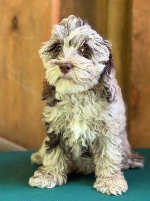 Cockapoo - Choco Merle Bild 9