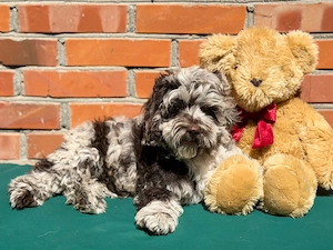 Cockapoo - Choco Merle Bild 8