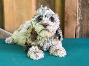 Cockapoo - Choco Merle Bild 10