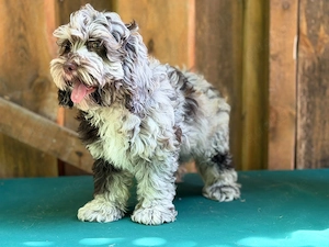 Cockapoo - Choco Merle Bild 5