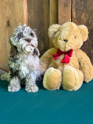 Cockapoo - Choco Merle Bild 6