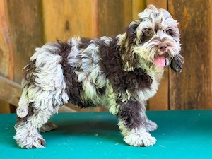 Cockapoo - Choco Merle