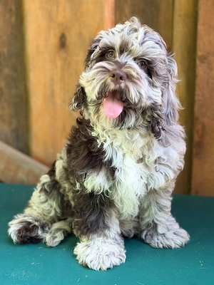 Cockapoo - Choco Merle Bild 3