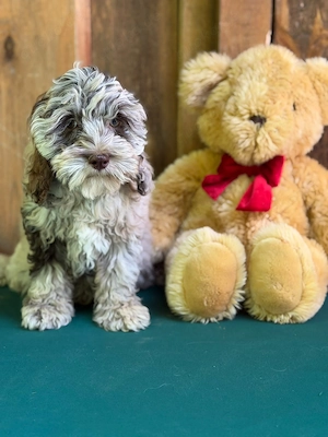 Cockapoo - Choco Merle Bild 7