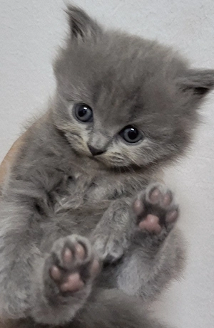 Kitten  BKH Katzenbabys blue babykazen 