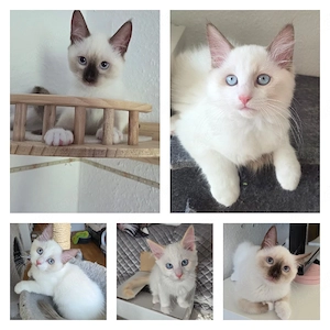 Abgabebereit Snowshoe Siam Ragdoll Kitten 