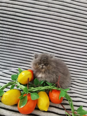 Persische Kätzchen zu verkaufen Mädchen 