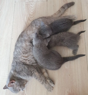 3 Süße graue BKH kitten abzugeben 