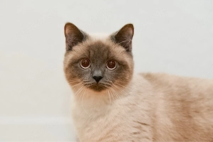 weibliche Katze seimies 