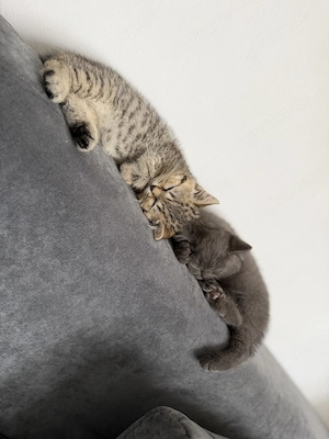 Zwei BKH Kitten abzugeben