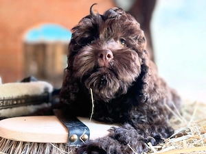Cockapoo   Brauner Rüdenwelpe