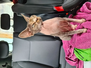 Devon Rex Kater abzugeben