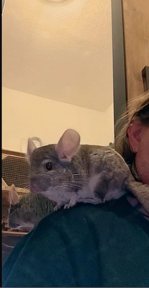 Chinchilla Pärchen w&m