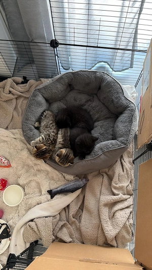Süße Britisch Kurzhaar-Mix Kater ab sofort abzugeben