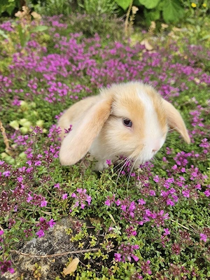 Zwergwidderbabys Kaninchen Hasen Zwergwidder