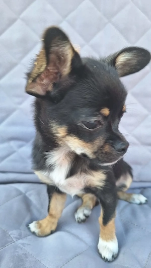 Zauberhafte Chihuahua-Welpen 