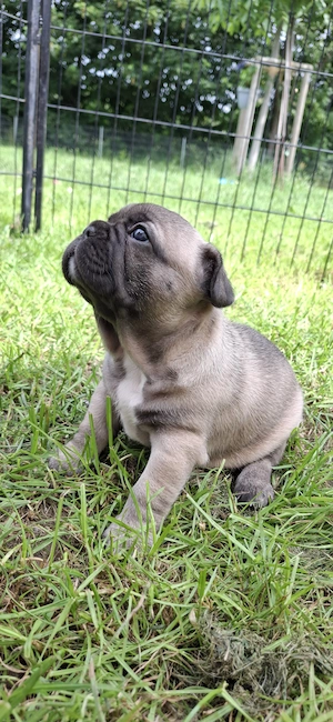 Schöne gesunde Franz. Bulldoggen    Fluffy   Welpen