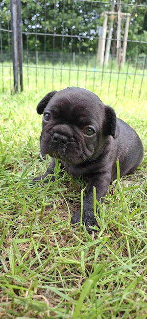Schöne Gesunde Franz. Bulldoggen   Fluffy  Welpen  AbGABWBEREI!T