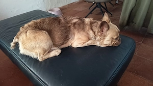 Schöne gesunde Franz. Bulldoggen Welpen