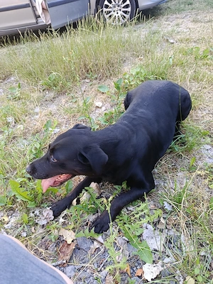 Hund zu verkaufen 