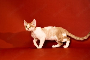 Sehr liebe, reinrassiger Devon Rex Kater