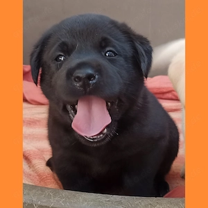 Labrador Welpen Showlinie freuen sich über netten Besuch